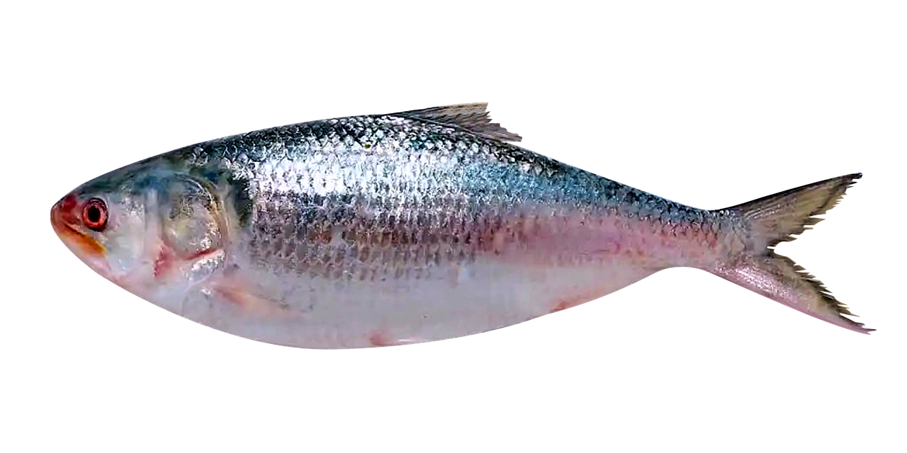 हिलसा (Hilsa)