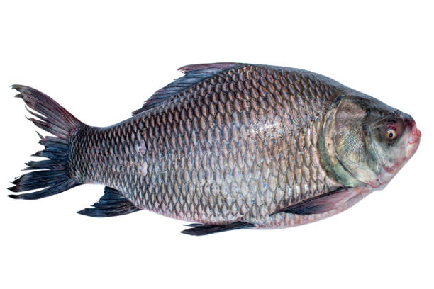 Catla Fish (कतला मछली)