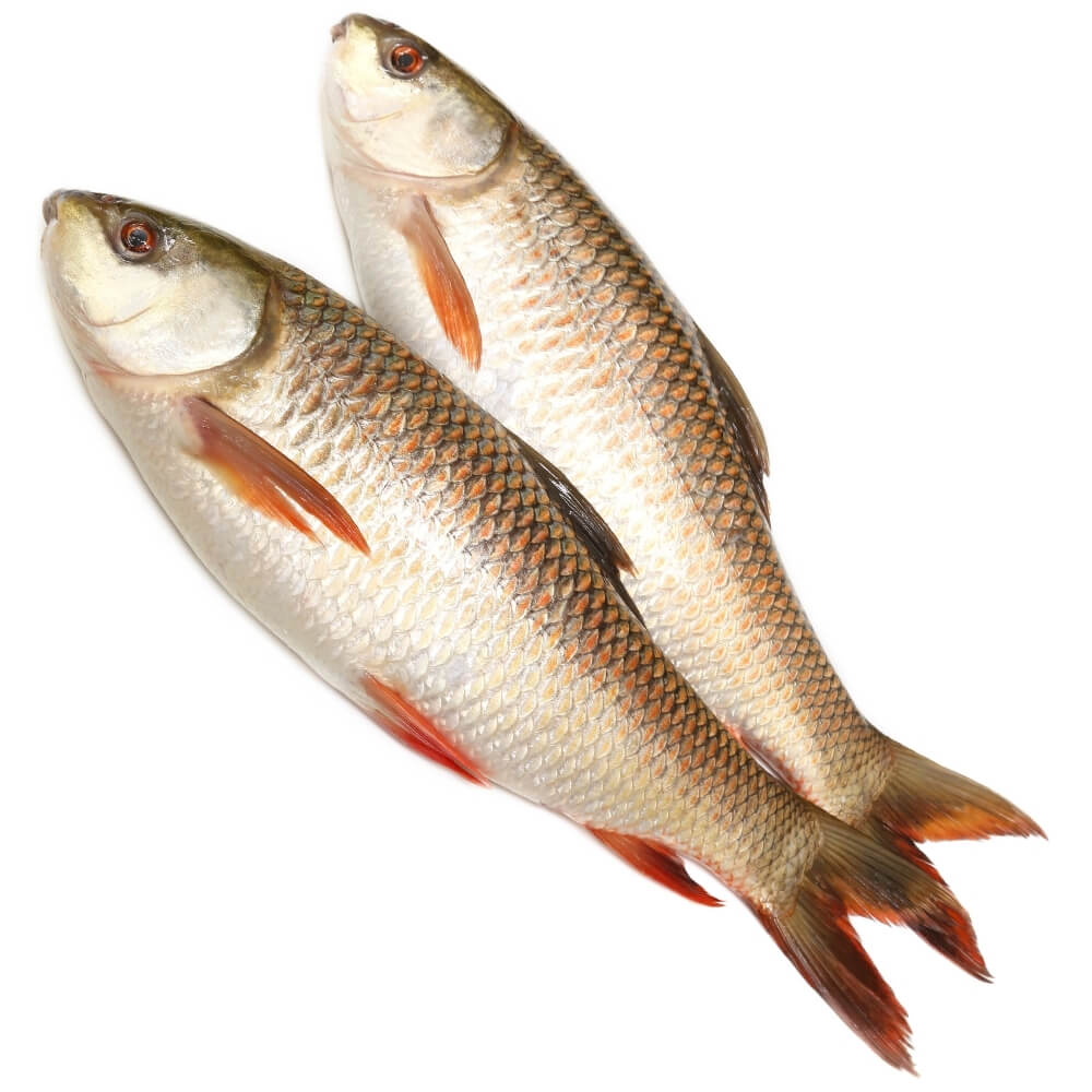 Rohu Fish (रोहू मछली)