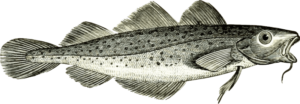 Cod Fish