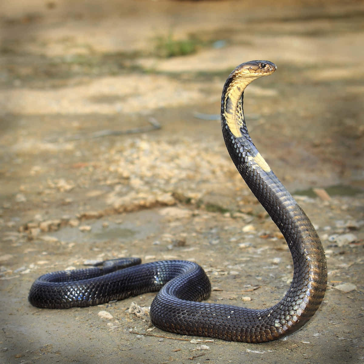 King Cobra