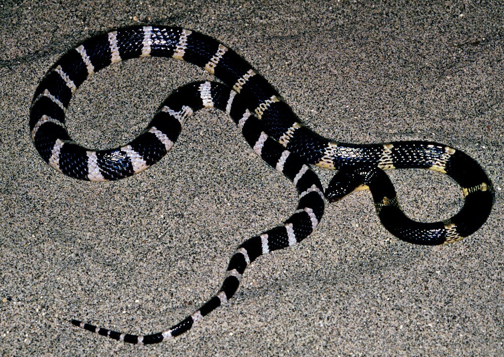 Common Krait
