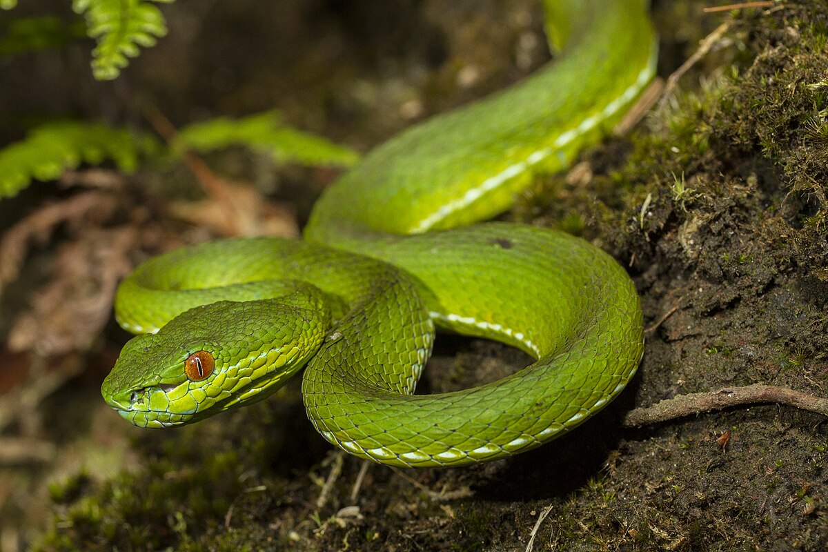 Trimeresurus stejnegeri (हरी पिट वाइपर)