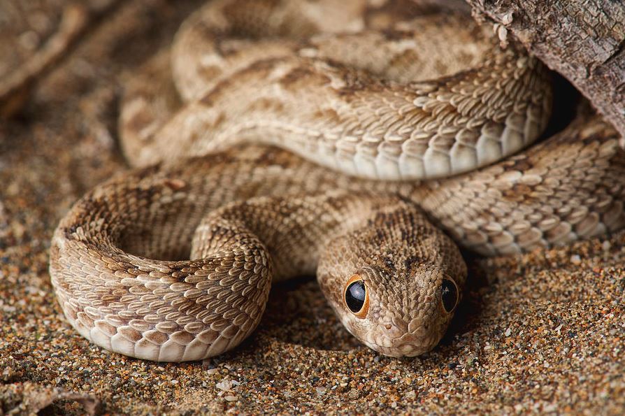 Saw-scaled Viper (सॉ-स्केल्ड वाइपर)