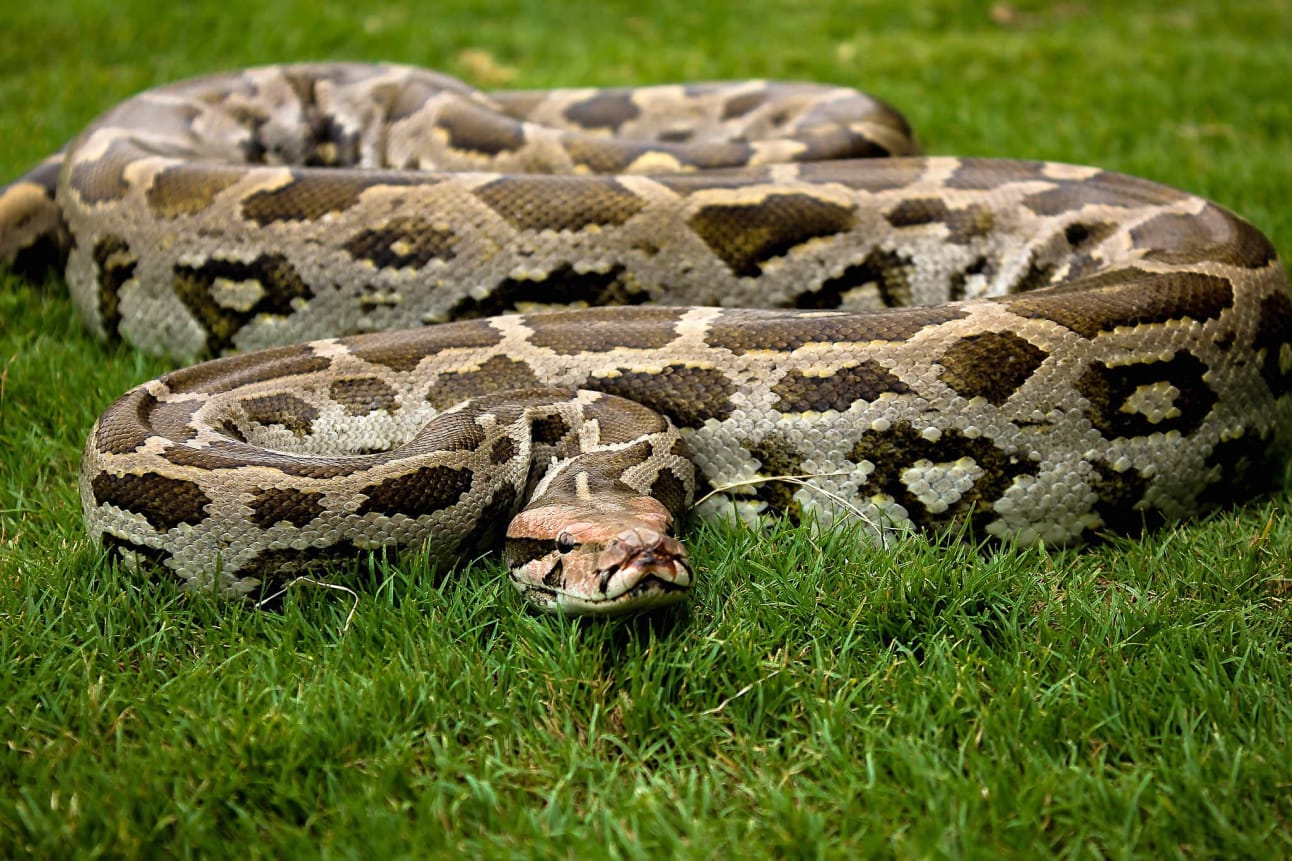 Indian Rock Python (भारतीय अजगर)