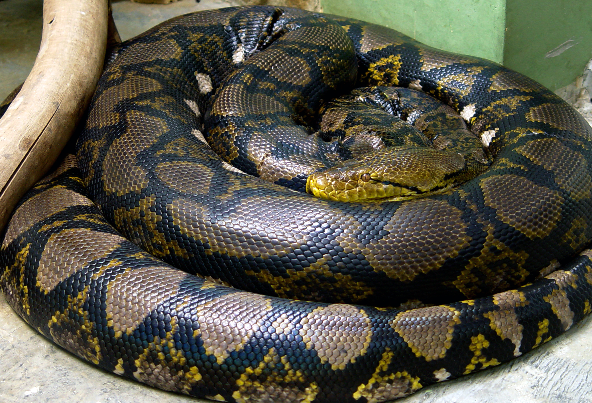 Reticulated Python (जालीदार अजगर)